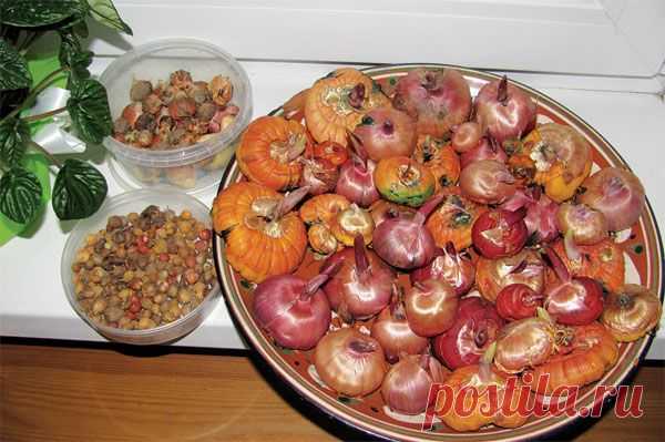 Выращивание гладиолусов из "деток"