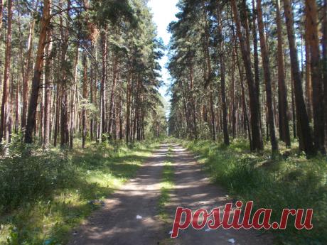 Кичигинский бор. Своё фото.