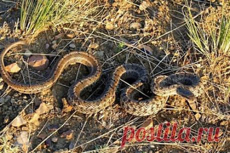 В российском регионе нашли редкую краснокнижную змею. В заповеднике Оренбуржья обнаружили редкую змею, включенную в Красную книгу, — узорчатый полоз. О находке на участке «Айтугарская степь» рассказала младший научный сотрудник ФГБУ «Заповедники Оренбуржья». По ее словам, она совсем не испугалась необычного гостя. Этот вид змеи, как правило, не могут отличить от ядовитых.