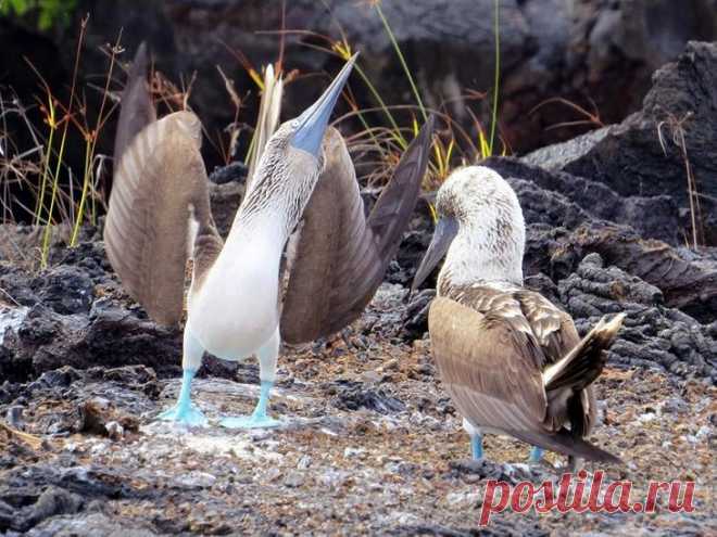 Необычная птица голубоногая олуша