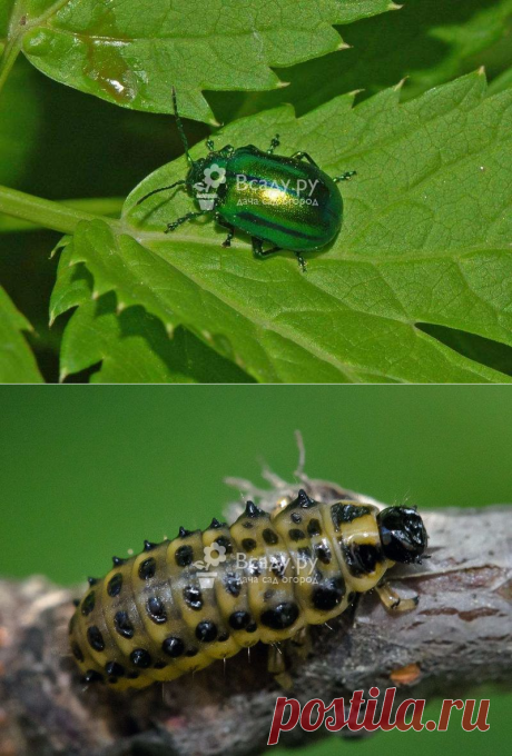 Листоед. Описание вредителя. Меры борьбы и профилактики