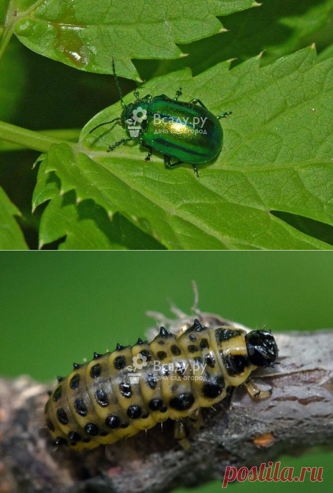 Листоед. Описание вредителя. Меры борьбы и профилактики