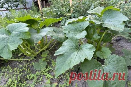 Кабачки цветут, но не плодоносят? Простой способ превратить пустоцветы в завязи . Огромная ошибка оставляет дачников без урожая кабачков! Эти простые шаги гарантируют обилие сочных плодов на каждой плети.  