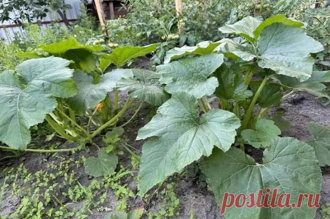 Кабачки цветут, но не плодоносят? Простой способ превратить пустоцветы в завязи . Огромная ошибка оставляет дачников без урожая кабачков! Эти простые шаги гарантируют обилие сочных плодов на каждой плети.  
