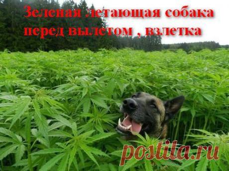 зеленая собака