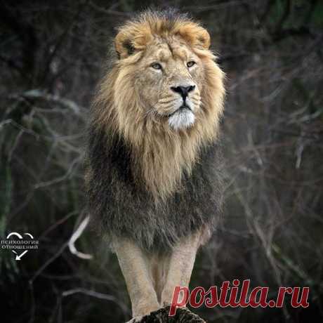 Нельзя сдаваться не только после одного, но и после ста поражений.