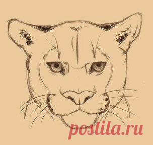 Рисуем пуму