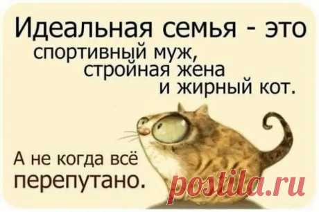 Прикольные фразочки в картинках - медиаплатформа МирТесен