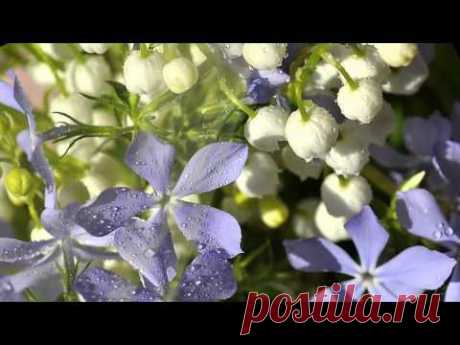 Весна...   Ф.  Шопен  -  F.  Chopin  - Waltz № 7 - spring - YouTube