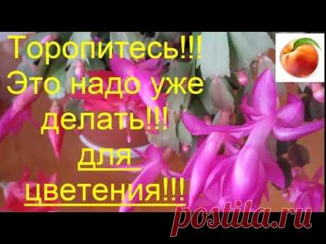Срочно  Уход для пышного цветения Декабриста Шлюмрергера Осень Schlumbergera Rhipsalidopsis  кактус