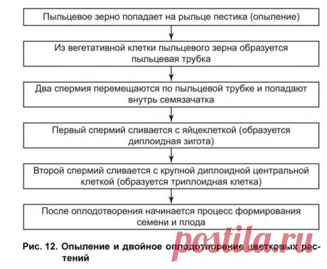 JSKTYBT И ОПЛОДОТВОРЕНИЕ У ЦВЕТКОВЫХ