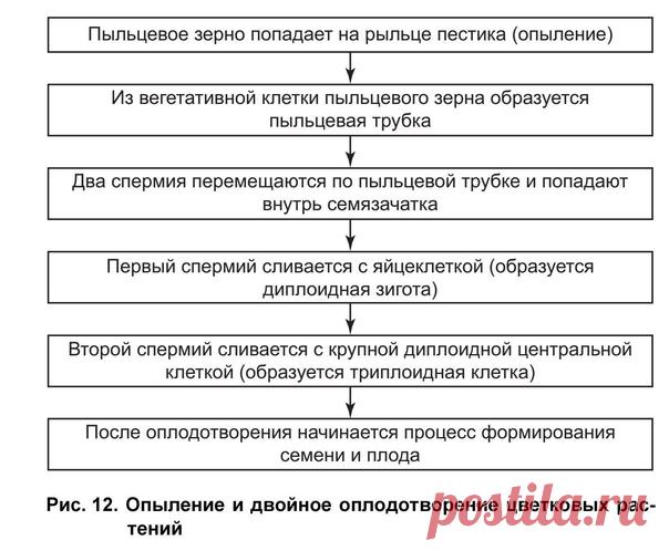JSKTYBT И ОПЛОДОТВОРЕНИЕ У ЦВЕТКОВЫХ