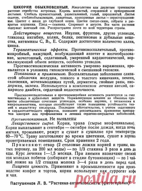 Цикорий обыкновенный