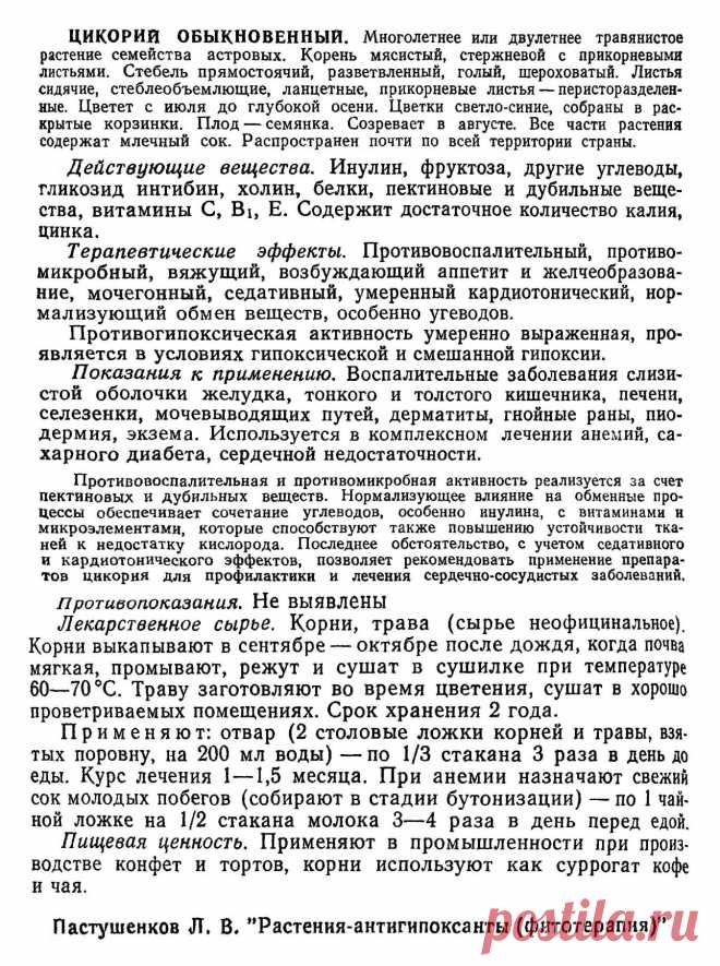 Цикорий обыкновенный