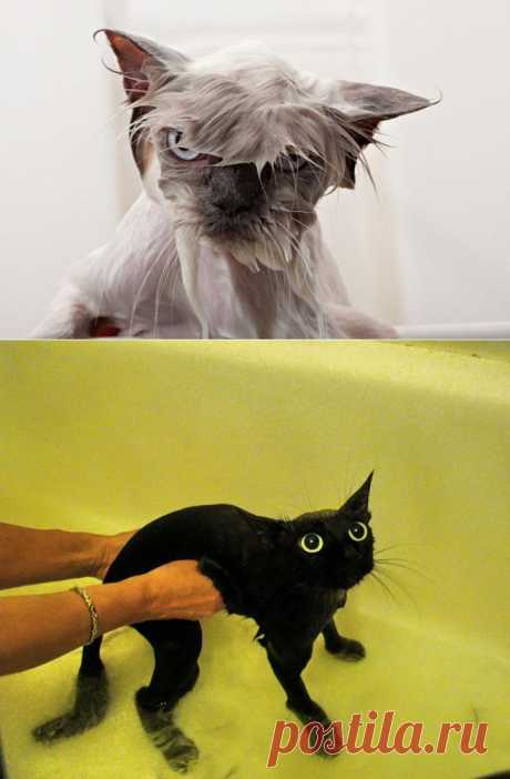 22 мокренькие кисоньки