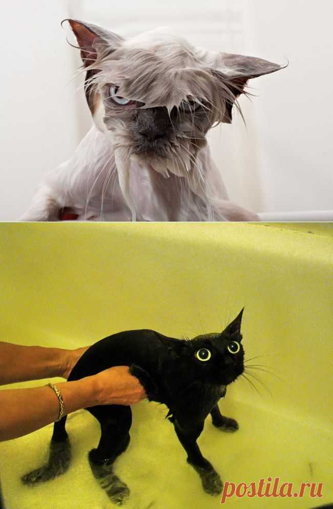 22 мокренькие кисоньки