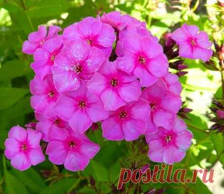 Стихи | Записи в рубрике Стихи | Дневник Алёна_64