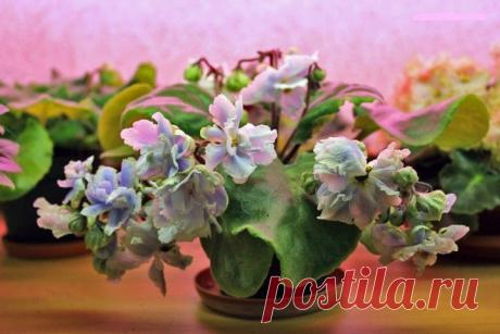 Вот это фиалка!!!!))))