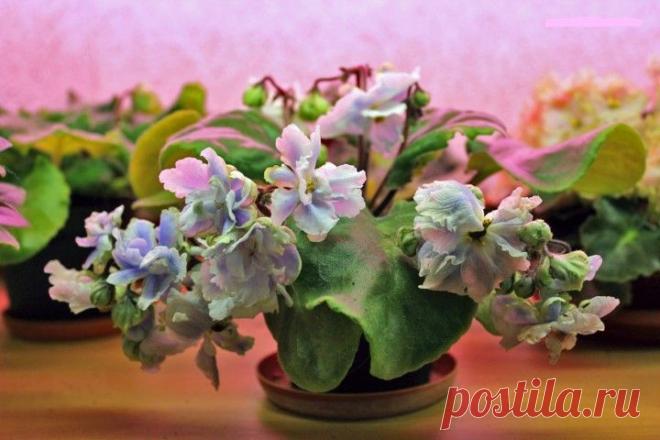 Вот это фиалка!!!!))))