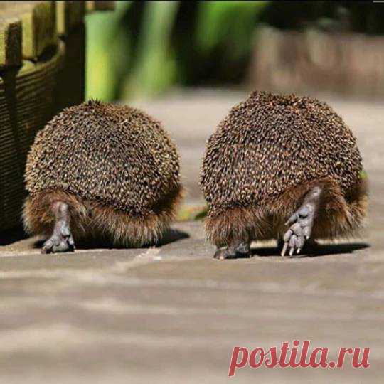 10 апреля on Twitter: "https://t.co/jOMIvYfim9" / Twitter