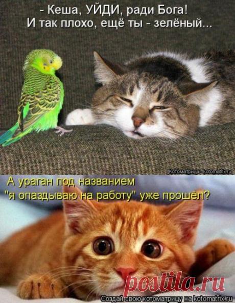 Смешные котоматрицы за неделю (35 шт)