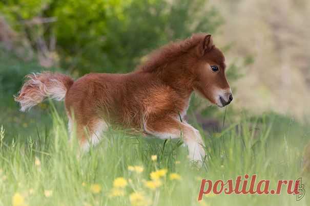 15 крошечных лошадок, похожих на игрушки – Фитнес для мозга