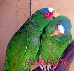 Природа.