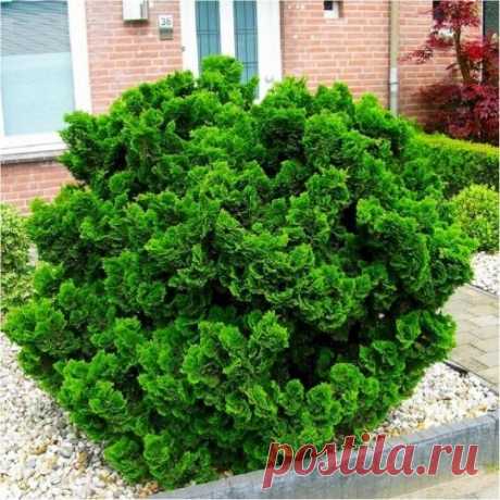 Кипарисовик Nana Gracilis Кипарисовик Nana Gracilis (Chamaecyparis obtusa 'Nana Gracilis', hinoki cypress, hinoki falsecypress). Новинка! Кипарисовик притупленный 'Nana Gracilis' (Нана Грацилис)- очень интересный ...