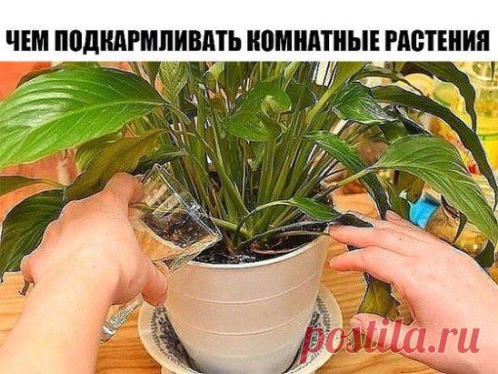 ЧЕМ ПОДКАРМЛИВАТЬ КОМНАТНЫЕ РАСТЕНИЯ?
Секрет роскошного комнатного цветника прост: растения нужно хорошо 
подкармливать, иначе не дождаться ни пышной листвы, ни хорошего 
цветения. Жесткая 