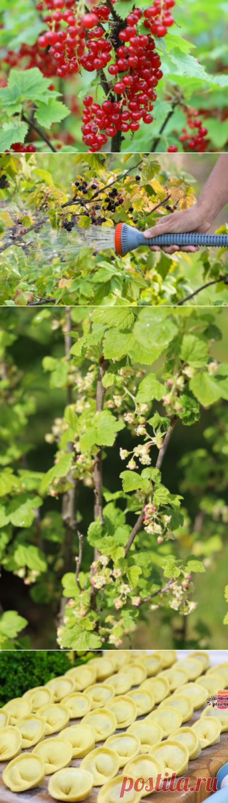 Смородина мельчает — выявляем причины и устраняем
Добрый день, мой читатель. Смородина – кладезь витаминов. Поэтому в каждом саду...
Читай дальше на сайте. Жми подробнее ➡