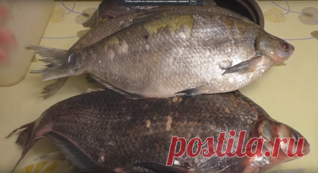 Две грубые ошибки при засолки крупного леща целиком! | Fisherman DV.27RUS | Яндекс Дзен