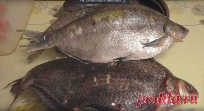 Две грубые ошибки при засолки крупного леща целиком! | Fisherman DV.27RUS | Яндекс Дзен