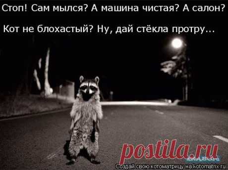 Самые смешные котоматрицы за прошедшую неделю / Питомцы