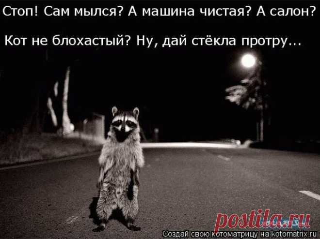 Самые смешные котоматрицы за прошедшую неделю / Питомцы