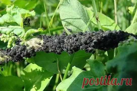 (57) Одноклассники