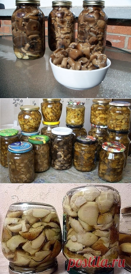 10 заготовок из ГРИБОВ на зиму