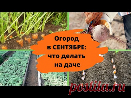 Огород в СЕНТЯБРЕ: что надо успеть сделать. Осенние работы в огороде.Когда убирают морковь и свеклу