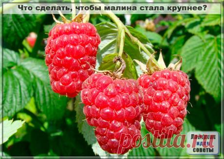 Что сделать, чтобы малина стала крупнее?

Малина даже при неважном уходе редко болеет. Однако, одни и те же сорта у одних хозяев дают отличные урожаи, у других – не очень.

Это растение обычно дает многочисленные побеги у основания куста и из корней. Из них следует оставить не более пяти-шести на каждом кусте, а остальные вырезать весной. Благодаря этому оставшиеся побеги сильно разрастаются и становятся способны принести крупные плоды.

Весной укорачивайте прошлогодние ст...