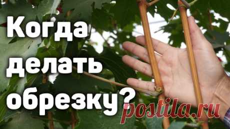 Когда нужно начинать обрезку винограда? | Давид Алверцян | Дзен