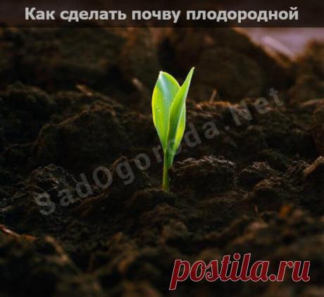 Как сделать почву плодородной и рыхлой без химии - СадОгорода.NET
