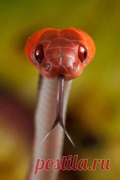 (2994) Pinterest