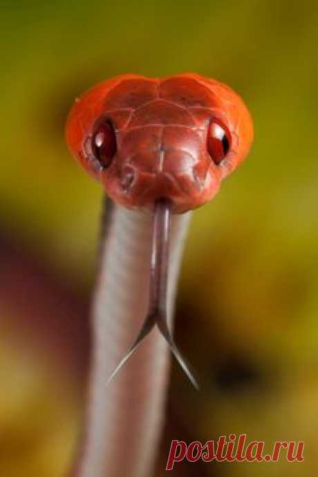 (2994) Pinterest