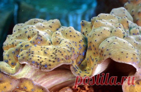 Прекрасные и удивительные коралловые рифы / Туристический спутник