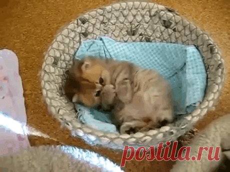 Google+