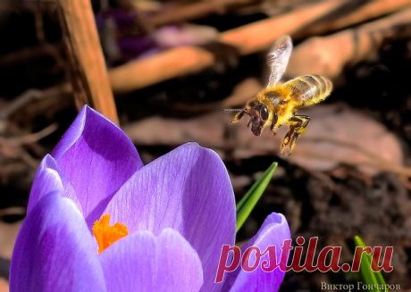 Весна, весна, весна! 💜🐝 📸 #Виктор_Гончаров 👀
