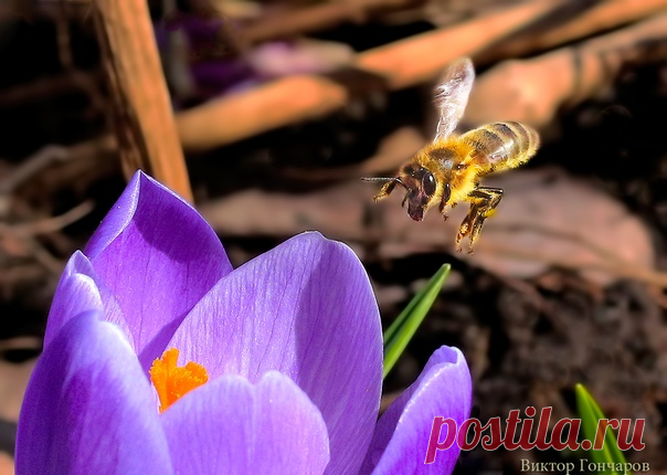 Весна, весна, весна! 💜🐝 📸 #Виктор_Гончаров 👀
