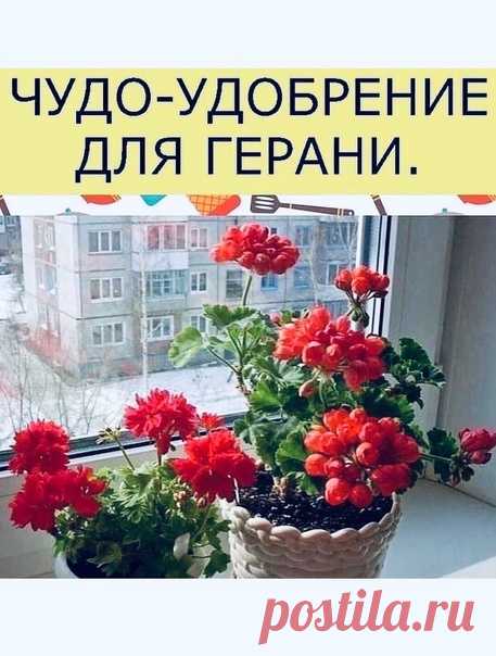 Герань