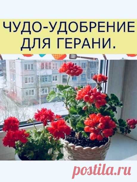 Герань