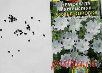 Немофила выращивание из семян когда сажать
