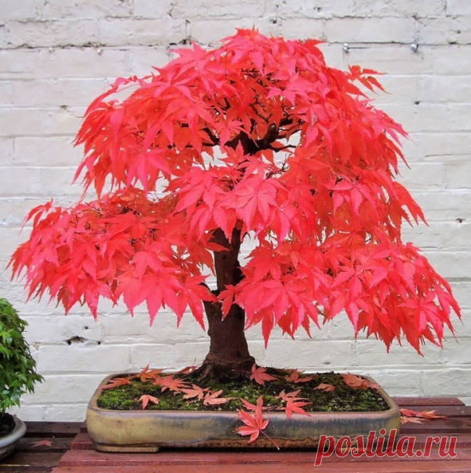 БОНСАЙ - Раздел «Арт картинки» Раздел «Арт картинки» - БОНСАЙ